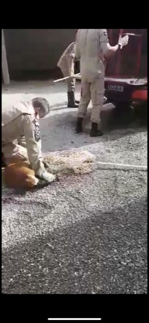 Vídeo: Veado Campeiro é capturado no centro de Sorriso