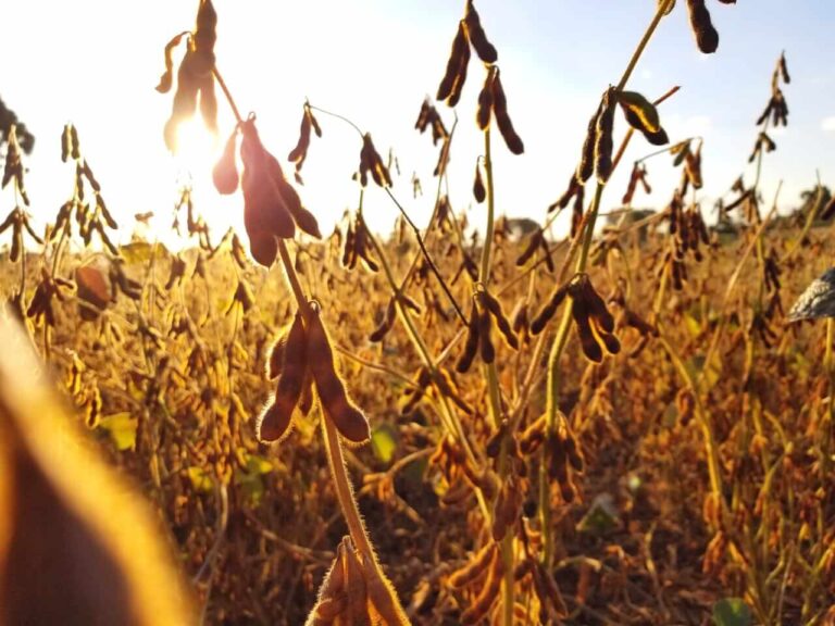 Produção de soja no Brasil terá queda de 9%, estima Conab