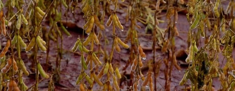 Agricultores estão em alerta com excesso de chuva que pode prejudicar a produção de soja