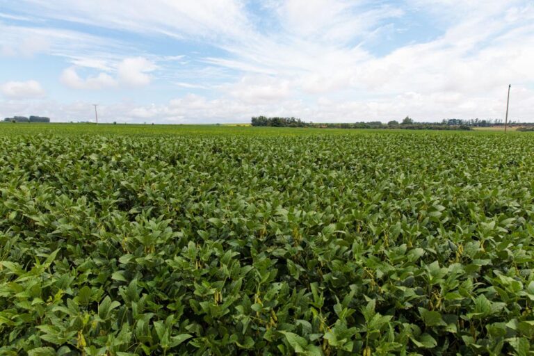 Produtores de soja têm até dia 15 para cadastrar área plantada